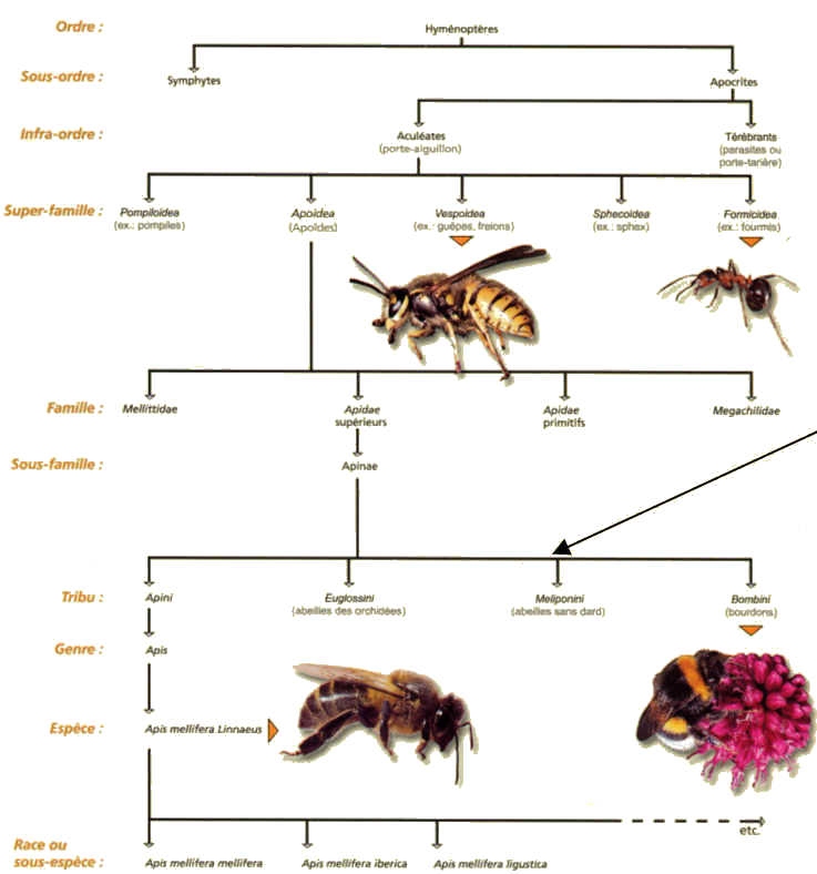 les différentes espèces chez les Héminoptères