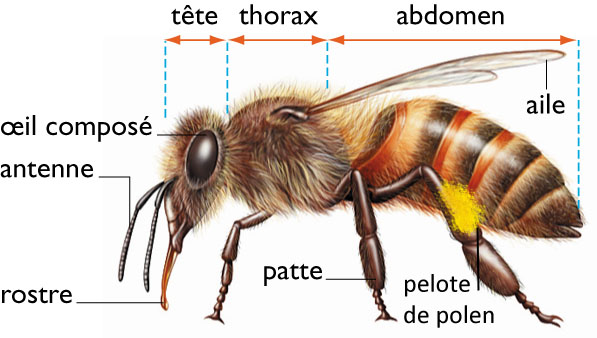 Quelles sont les différentes parties du corps d'une abeille ? Les  Dorloteurs d'Abeilles