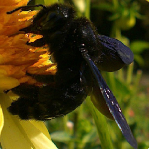abeille solitaire noire