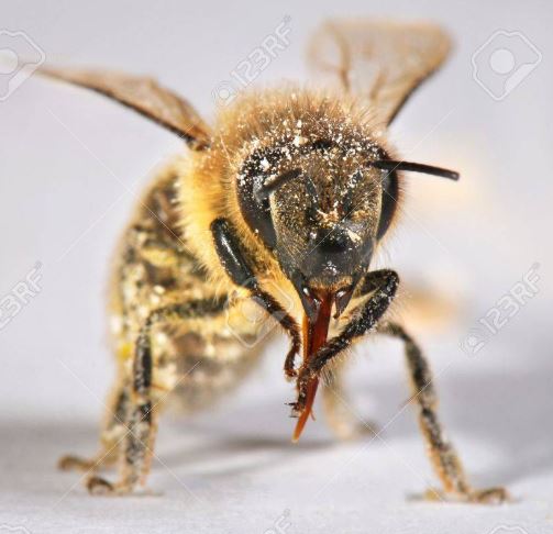 abeille nettoyant sa langue
