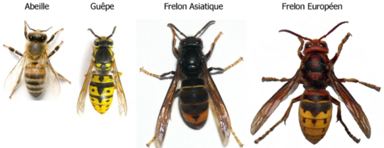 Guêpe et abeille.