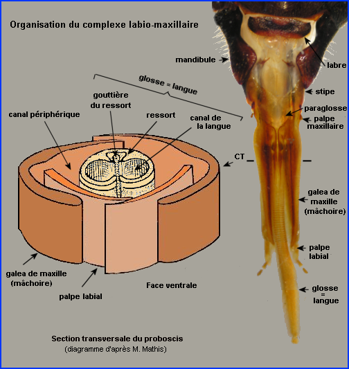 Appareil Buccal De L Abeille Au Rythme Des Abeilles